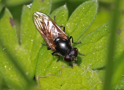 Cheilosia impressa, hoverfly, female, Alan Prowse